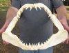 16 inches wide Mako Shark Jaw with sharp Shark Teeth - You are buying the jaw pictured for $65.00