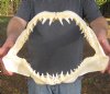 16 inches wide Mako Shark Jaw with sharp Shark Teeth - You are buying the jaw pictured for $65.00