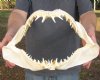 16 inches wide Mako Shark Jaw with sharp Shark Teeth - You are buying the jaw pictured for $65.00