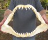 16 inches wide Mako Shark Jaw with sharp Shark Teeth - You are buying the jaw pictured for $65.00