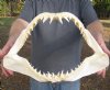 16 inches wide Mako Shark Jaw with sharp Shark Teeth - You are buying the jaw pictured for $65.00