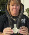 10 inches Springbok Horns on Springbok Skull Plate - You are buying the skull and horns shown for $25.00