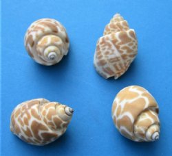 1-1/2 to 2 inches Wholesale Babylonia Spirata, Small Hermit Crab Shells - $7.00 a gallon; 10 or More @ $6.30 a gallon