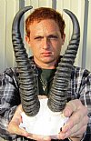 9 inches Springbok Horns on Springbok skull plate - You are buying the springbok horns and skull shown for $25.00