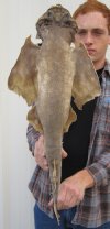 25 inches Taxidermy Angel Shark Mount -  You ae buying the shark mount shown for $60.00