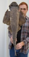 30 inches Taxidermy Angel Shark Mount - You will receive the shark mount shown priced $79.99