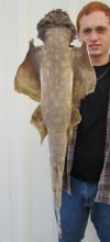 32 inches Angel Shark Mount - You are buying the shark mount shown for $100
