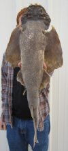 27 inches Angel Shark Mount, Taxidermy Shark - You are buying the angel shark mount shown for $60.00
