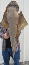 35 inches Angel Shark Mount, Shark Taxidermy - You are buying the angel shark mount shown for $110.00