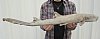 32 inches Taxidermy Nurse Shark Mount - You are buying the nurse shark mount shown for $56.00