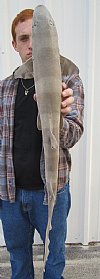 32 inches Taxidermy Nurse Shark Mount - You are buying the nurse shark mount shown for $56.00