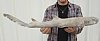 28 inches Taxdermy Nurse Shark Mount - You are buying the nurse shark mount shown for $44.00