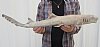 29 inches Nurse Shark Mount, Taxidermy Shark - You are buying the shark mount shown for $44.00