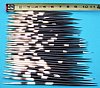 50 African Wholesale Porcupine Quills7" - 9"  for Quill Art - You are buying the quills shown for .68 each