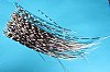 100 African Porcupine Quills 12 inches to 20 inches long - You are buying the quills shown for .70 each