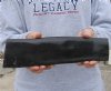 Polished Water Buffalo Horn piece from India 11 inches long, Bubalus Bubalis $9.00. (This is the horn piece you are buying.)