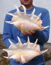 2 Giant Spider Conchs, Seba's Spider Conchs, 14" & 13-3/4" - You are buying the conchs shown for $15.50 each