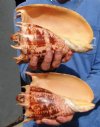 2 Imperial Volute Shells hand selected 8-1/2 and 8-1/4 inches - You are buying the 2 volutes shown for $14.50 each