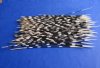 100 Porcupine Quills 12 to 16 inches - You are buying the quills shown for .70 each