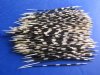 200 Porcupine Quills 8 to 12 inches - You are buying the quills shown for .60 each