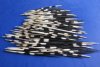 100 Fat Porcupine Quills 7 to 9 inches - You are buying the quills shown for .65 each