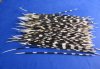100 Porcupine Quills 9 to 16 inches - You are buying the quills shown for .62 each