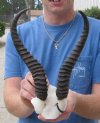 9-3/4 inches Springbok Horns on springbok skull plate - You are buying the one shown for $25.00