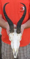 11 inches Springbok horns on Springbok skull - You are buying the horns and skull shown for $39.99