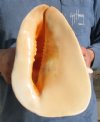 10-7/8 inch Yellow Helmet Seashell, Cassis cornuta - You are buying the hand selected shell shown for $22.99