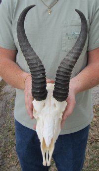 Springbok Skulls -  Reedbuck Skulls Hand Picked Pricing