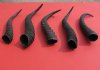 5 Piece Male Springbok Horns 9-1/4" to 12" long @ $25.00 (You are buying the 5 horns in the photo priced $5.00 each.)