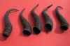 5 Piece Male Springbok Horns 9" to 11" long @ $25.00 (You are buying the 5 horns in the photo priced $5.00 each.)