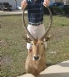 Water Buck Shoulder Mount with 27 & 28 inch horns  (You are buying the mount pictured <font color=red> Special Price $449.99 </font>)
