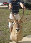 Water Buck Shoulder Mount with 22 & 23 inch horns  (Cannot Be Shipped -- Must Be Picked Up in St. Augustine, FL) <font color=red> Special Price $449.99 </font> 