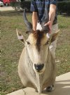 Eland Shoulder Mount with 29 & 30 inch Horns  (Cannot Be Shipped -- Must Be Picked Up in St. Augustine, FL) <font color=red> Special Price $549.99 </font>