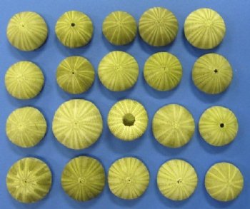 Wholesale green sea urchins for crafts 1-5/8" - 2-1/8" - 360 pcs @ .30 each 