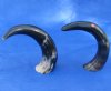 2 Polished Water Buffalo Horns Wholesale 13 inches - You are buying the 2 horns shown for $7.50 each