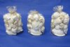 24 Wholesale Clear Gift Bags filled with White Shells for Weddings 4-1/2 inches high - Case of 24 @ $1.25 each