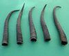 5 Piece Female Springbok Horns 7" to 8-3/4" long @ $24.00 (You are buying the 5 horns in the photo priced $4.80 each.)