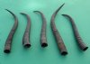 5 Piece Female Springbok Horns 7" to 9" long @ $24.00(You are buying the 5 horns in the photo priced $4.80 each.)