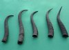 5 Piece Female Springbok Horns 7" to 8-1/2" long @ $24.00 (You are buying the 5 horns in the photo priced $4.80 each.)