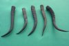 5 Piece Female Springbok Horns 7" to 8-1/2" long @ $24.00(You are buying the 5 horns in the photo priced $4.80 each.)