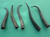 5 Piece Female Springbok Horns 7" to 8-1/4" long @ $24.00(You are buying the 5 horns in the photo priced $4.80 each.)
