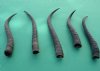 5 Piece Female Springbok Horns 7" to 9-1/2" long @ $24.00 (You are buying the 5 horns in the photo priced $4.80 each.)