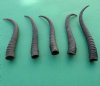 5 Piece Female Springbok Horns 7" to 8" long @ $24.00(You are buying the 5 horns in the photo priced $4.80 each.)