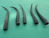 5 Piece Female Springbok Horns 7" to 9" long @ $24.00 (You are buying the 5 horns in the photo priced $4.80 each.)