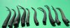 10 Female Springbok Horns Antlers 7" to 9" - You are buying the 10 horns shown for $4.00 each