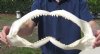 18 inch Shark Jaw (You are buying the one shown) for $39.00