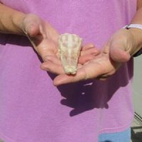 One 5-1/2 x 1-3/4 inch spotted gar skull (Lepisosteus Oculatus) for $30.00 