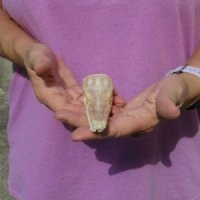 One 5 x 1-1/2 inch spotted gar skull (Lepisosteus Oculatus) for $30.00 